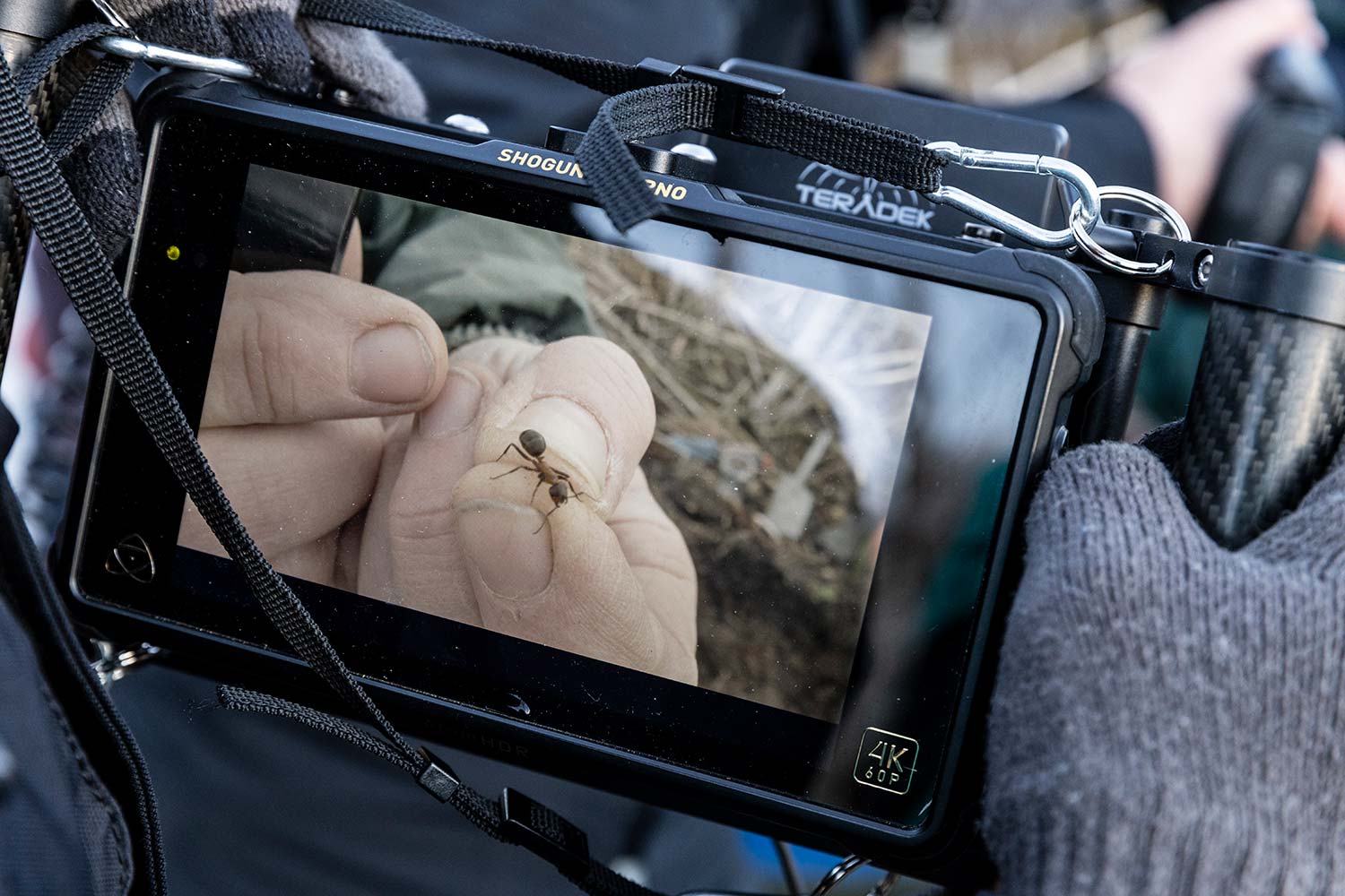 2023_Areal414_Nossen_Ameisenumsiedelung_1500x1000_2